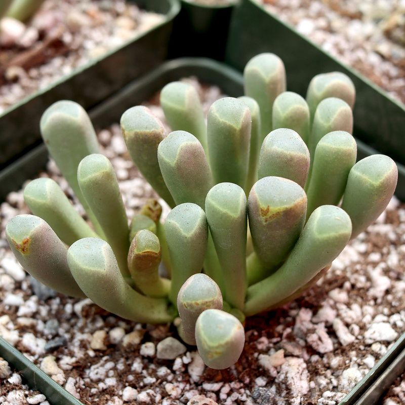 Fenestraria Rhopalophylla