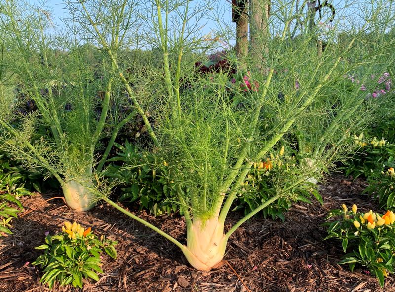 Fennel