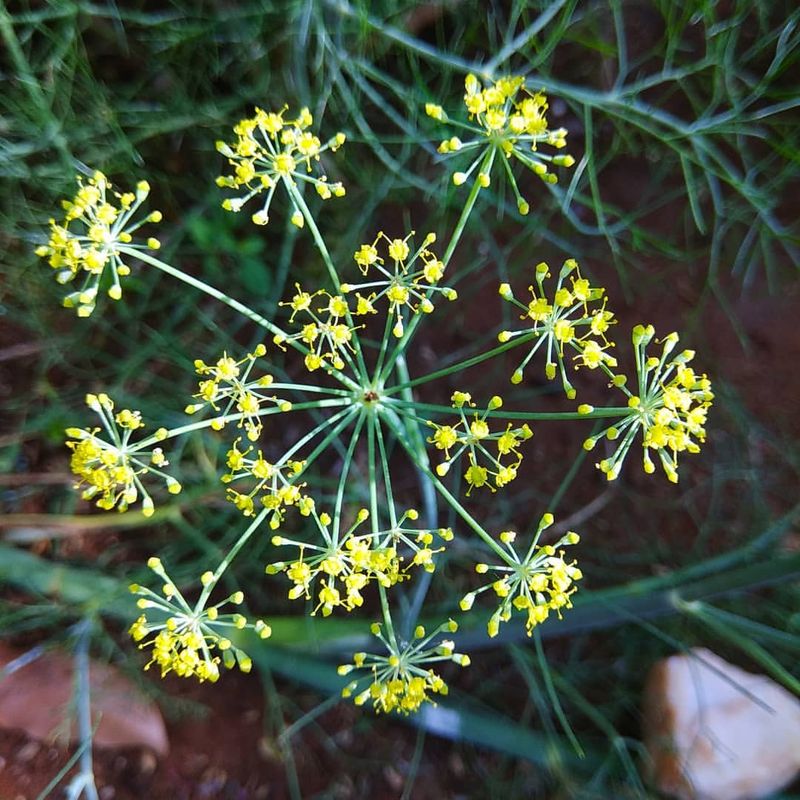 Fennel