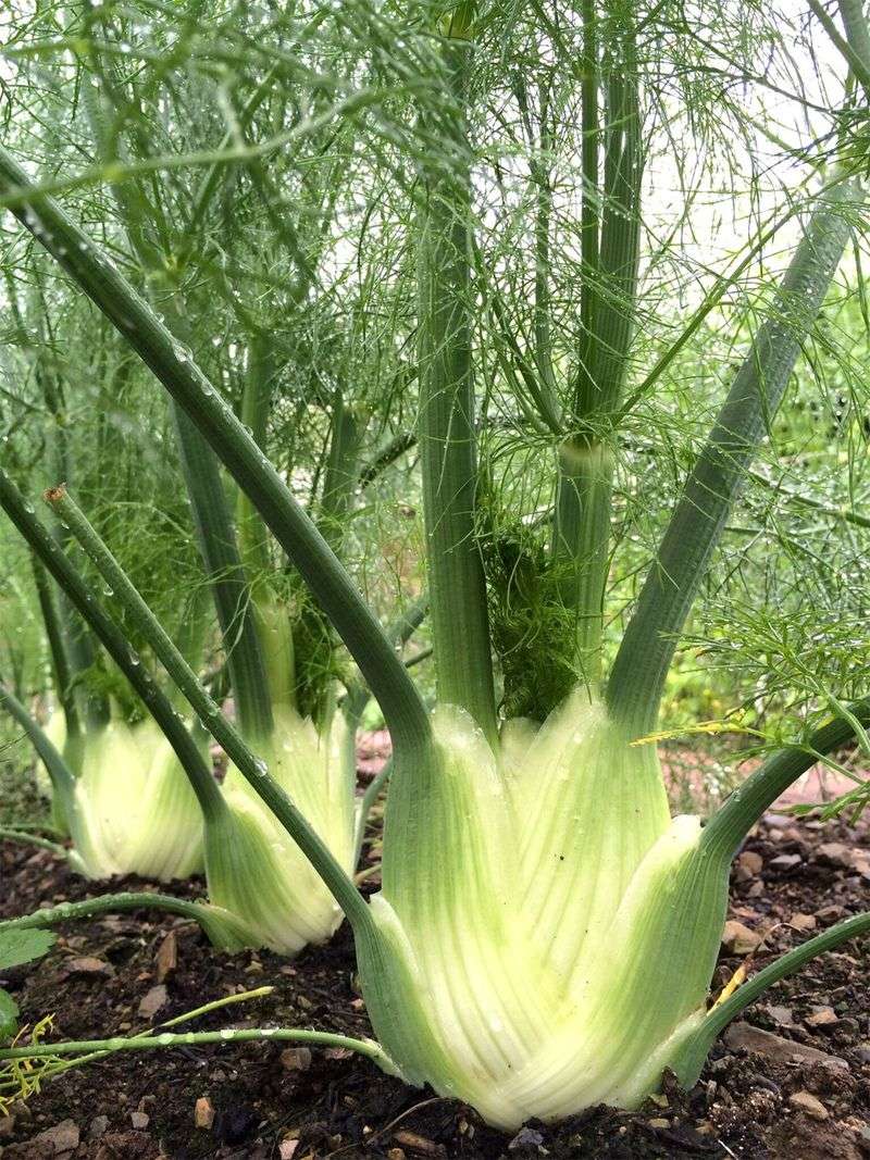 Fennel