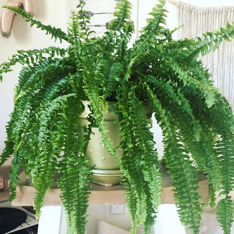 Fern