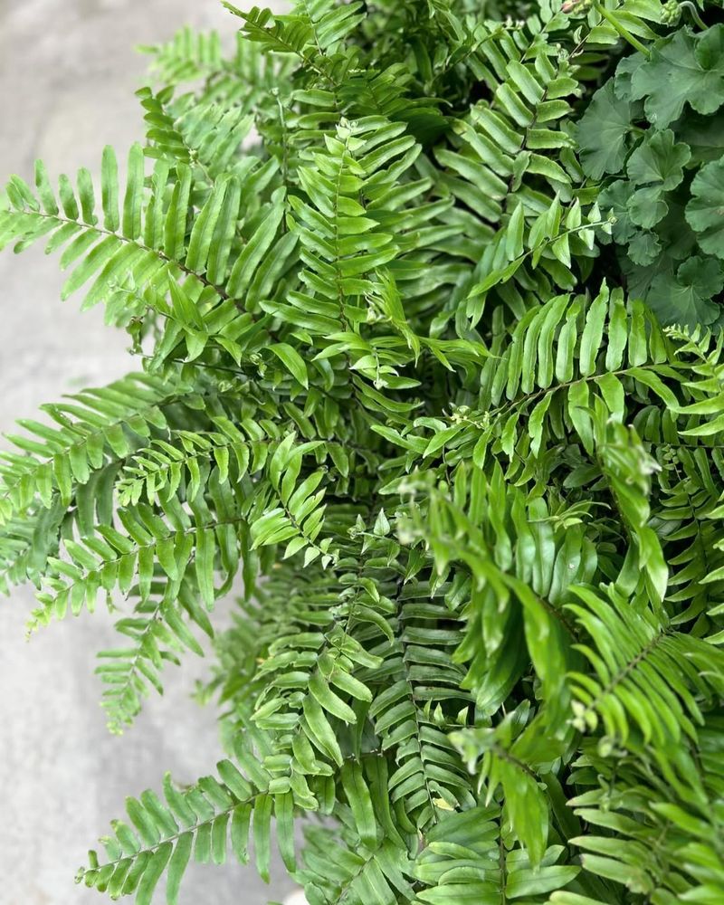 Ferns