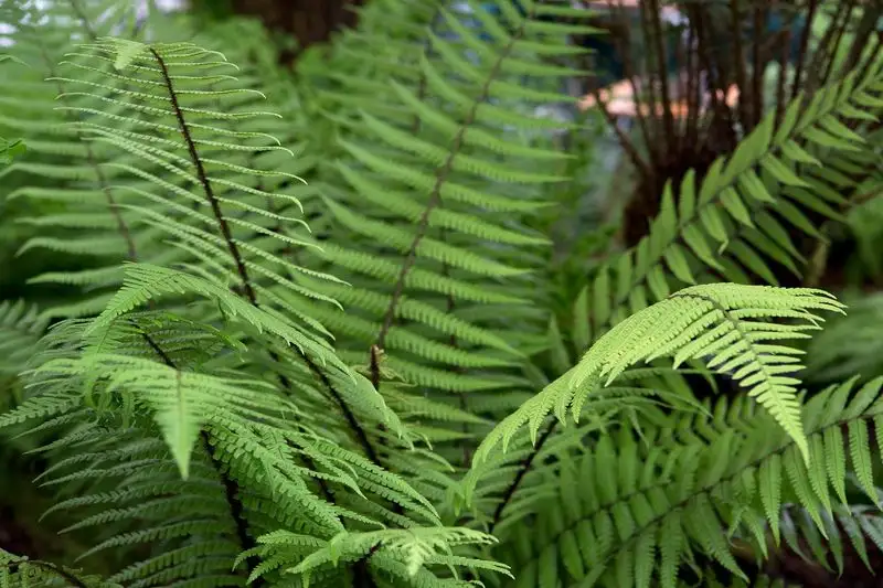 Ferns