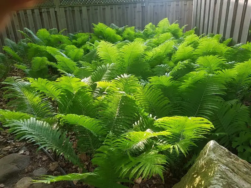 Ferns