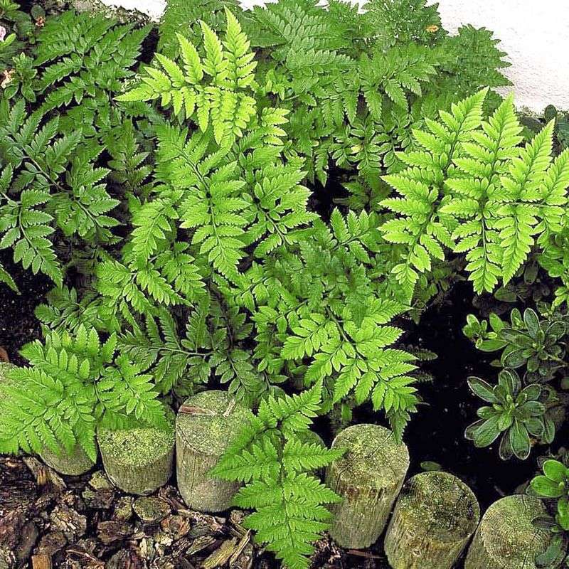 Ferns