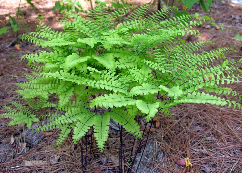 Ferns