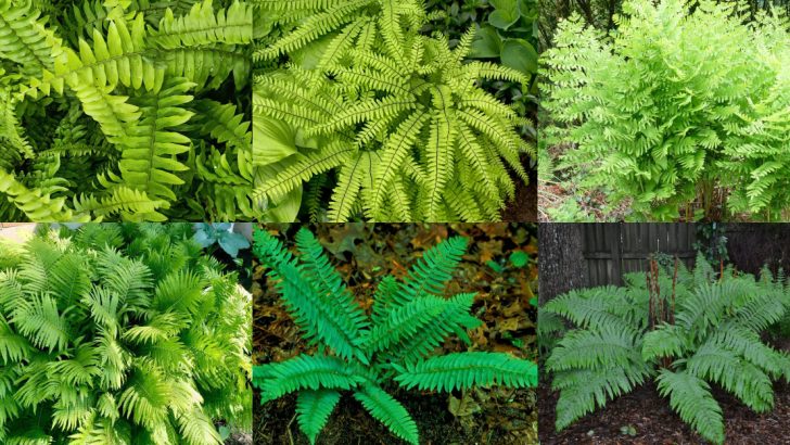 24 Ferns That Thrive in Any Garden and Add Timeless Beauty