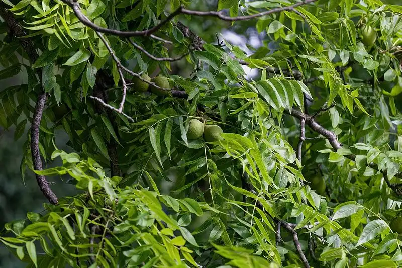 Ferns