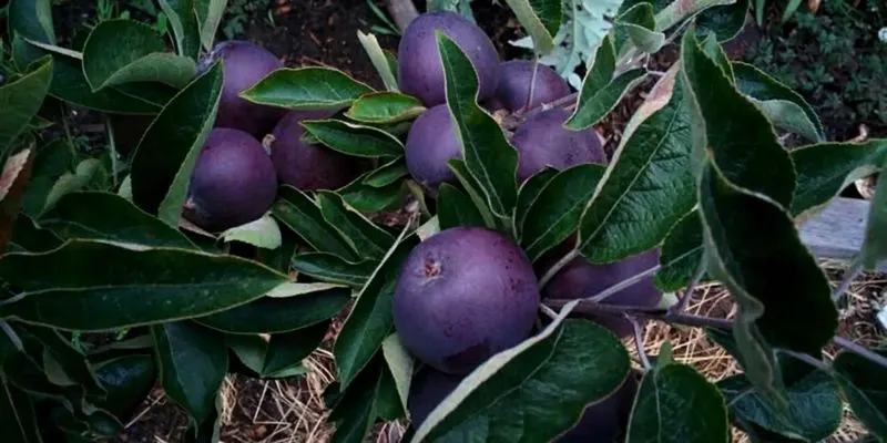 Fertilize Strategically