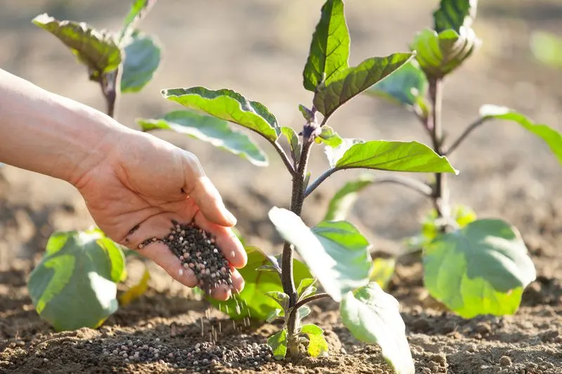 Fertilize Wisely