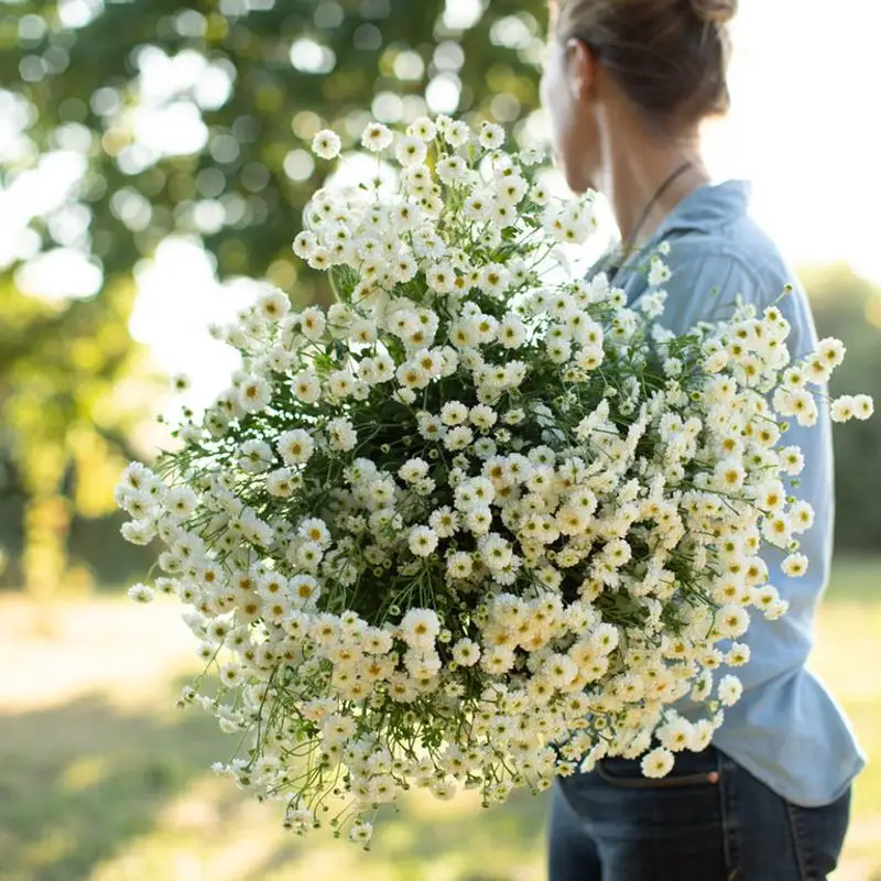 Feverfew