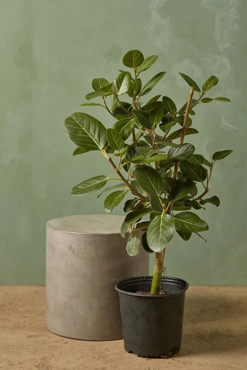 Ficus