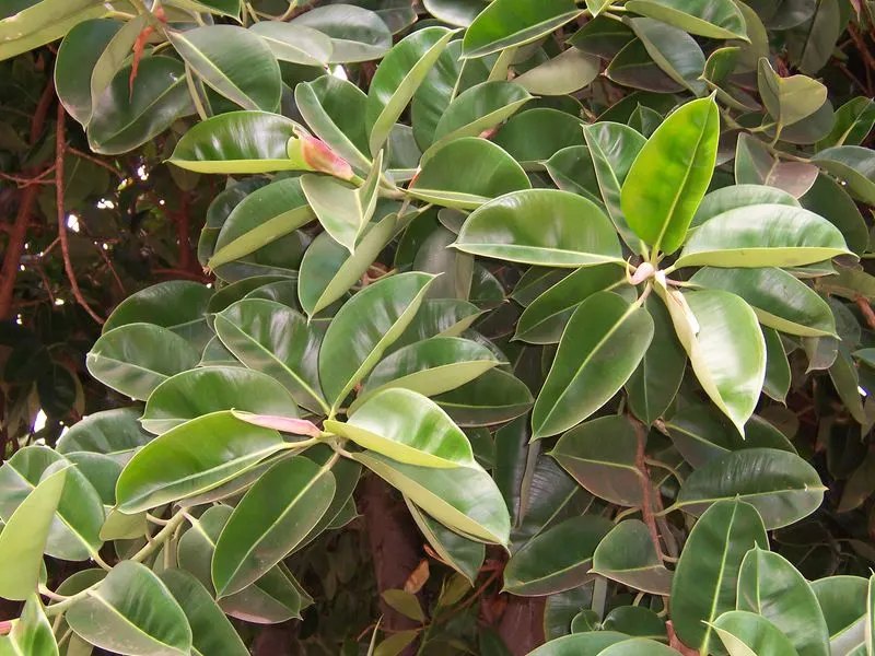 Ficus Elastica