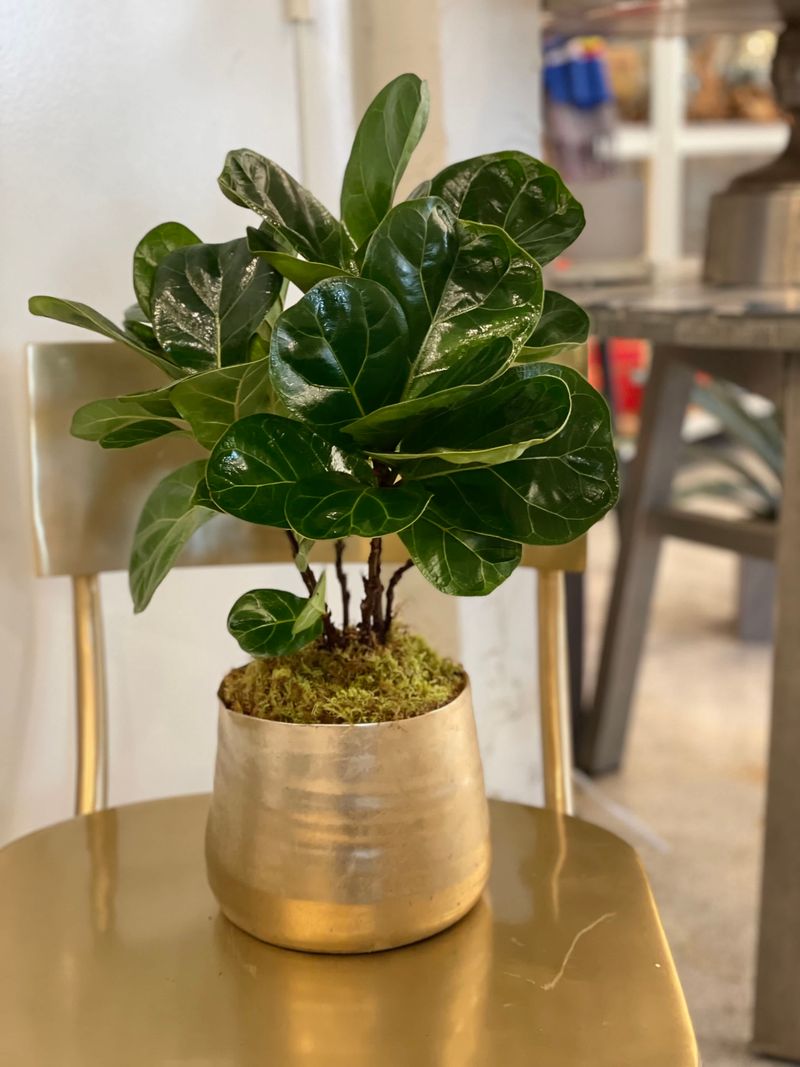 Fiddle Leaf Fig