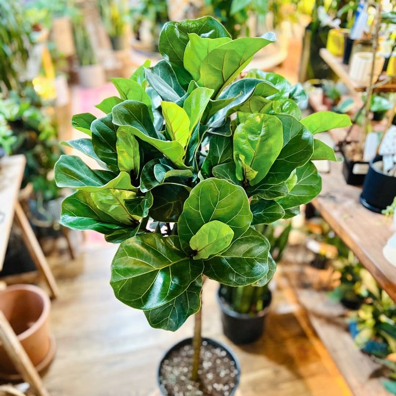 Fiddle Leaf Fig