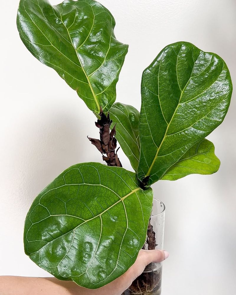 Fiddle Leaf Fig