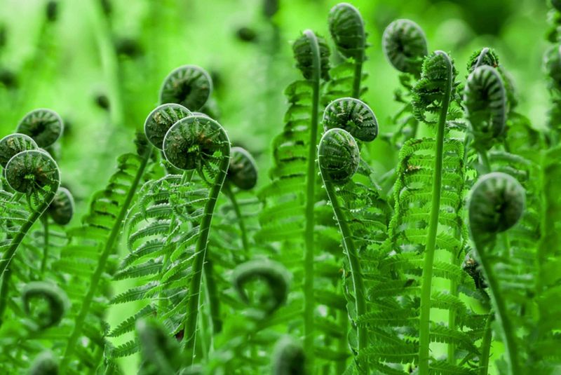 Fiddlehead Ferns