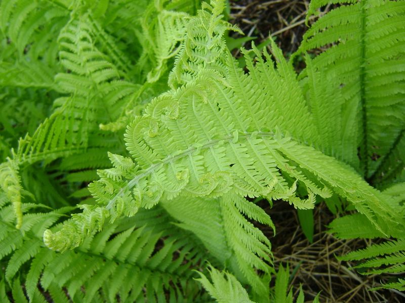 Fiddlehead Ferns