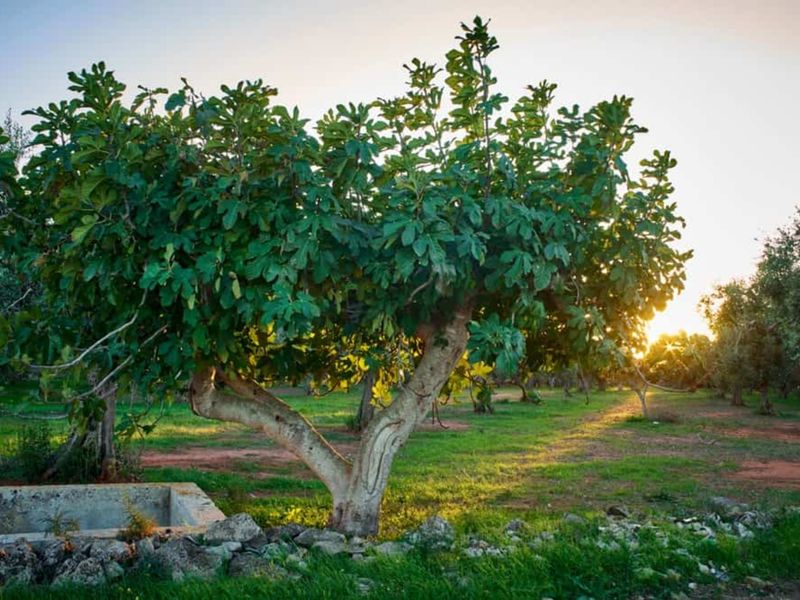 Fig Trees