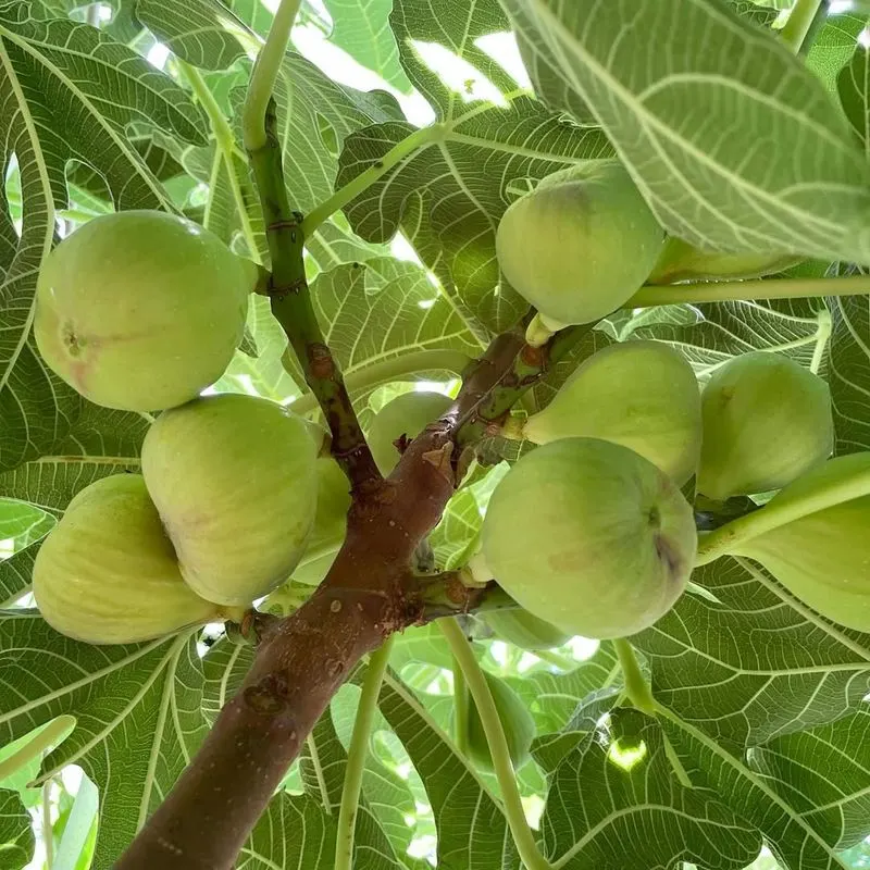 Figs