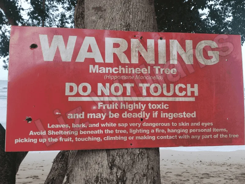 Fire Fumes Are Toxic