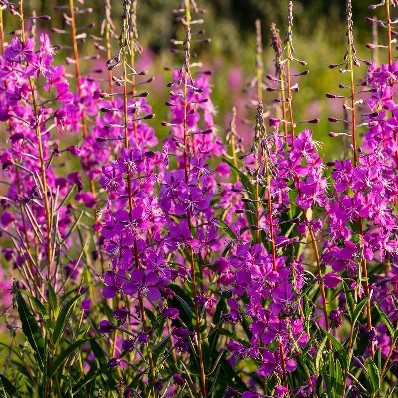 Fireweed