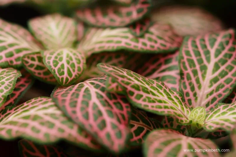 Fittonia Albivenis