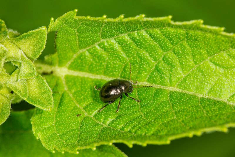 Flea Beetles