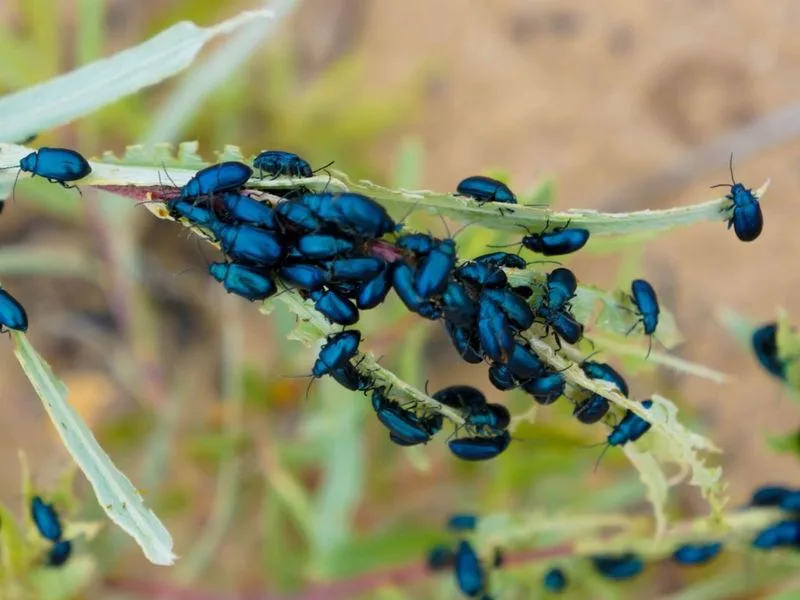 Flea Beetles