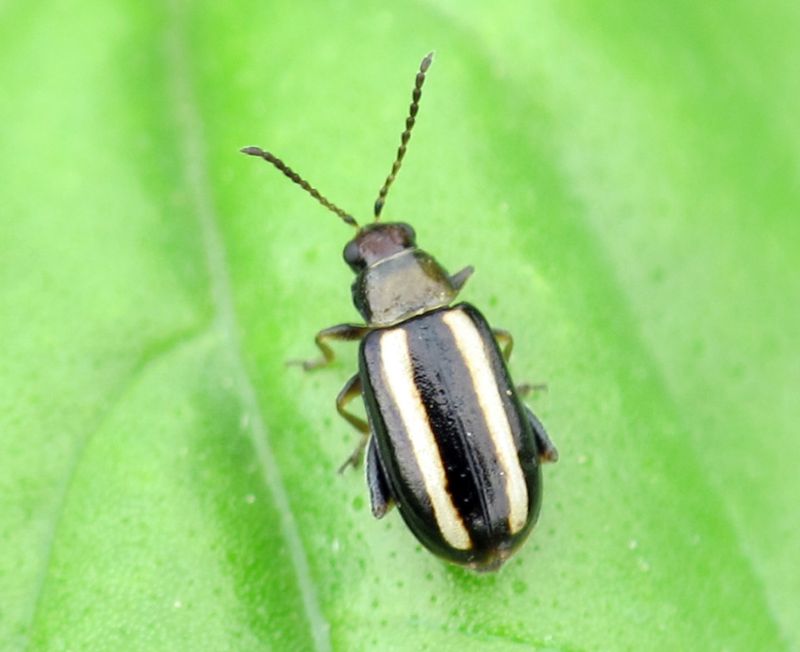 Flea Beetles