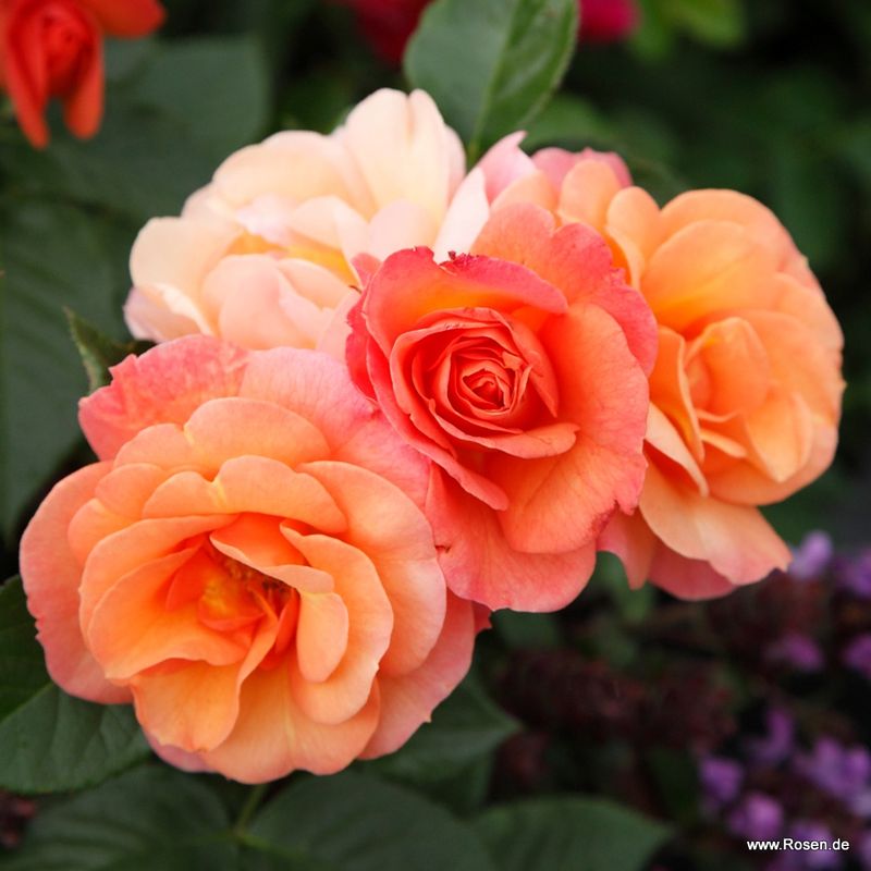 Floribunda Rose