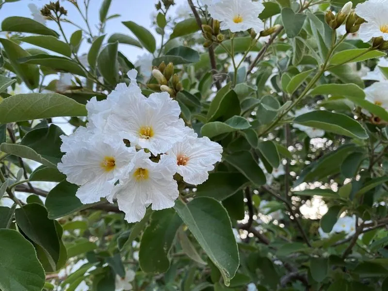 Flower Boosting