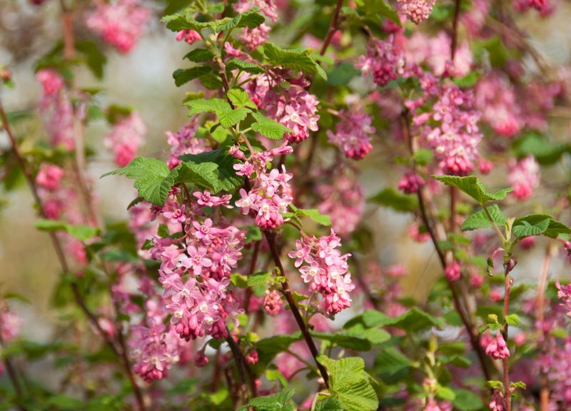 Flowering Currant (Ribes)