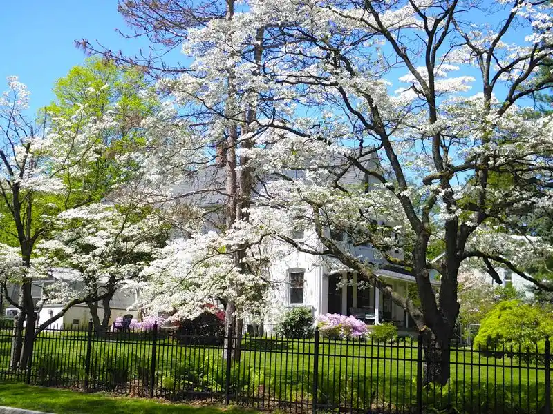 Flowering Dogwood