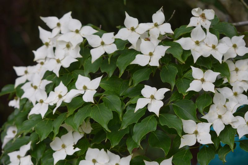 Flowering Dogwood (Cornus florida)