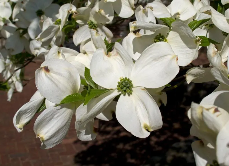 Flowering Dogwood