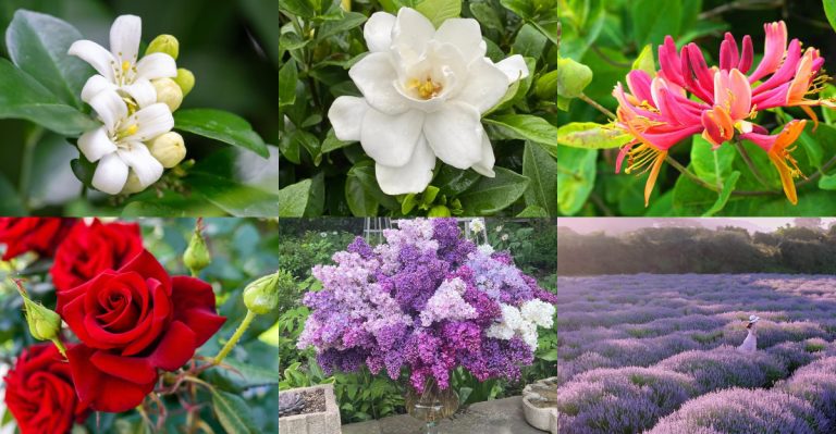 Flowers That Smell Better Than Your Favorite Perfume