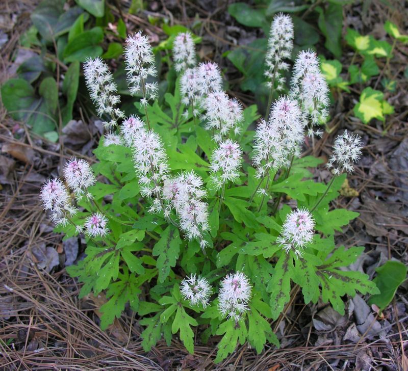 Foamflower