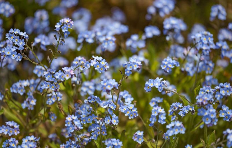 Forget-Me-Not