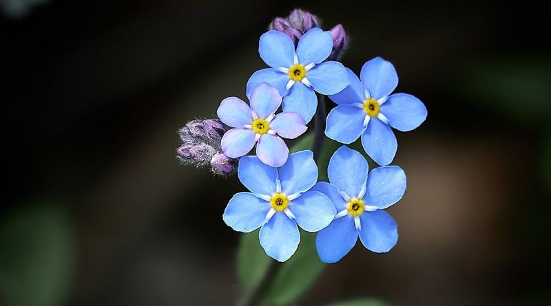 Forget-Me-Nots