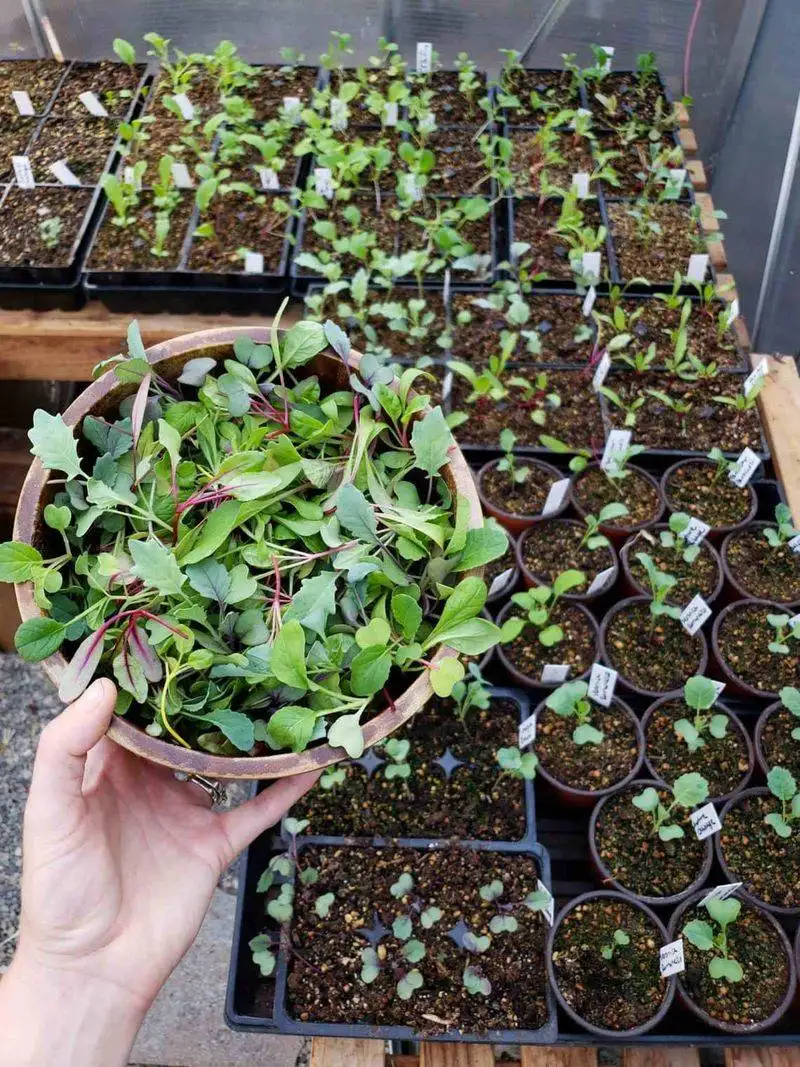 Forgetting to Harden Off Seedlings