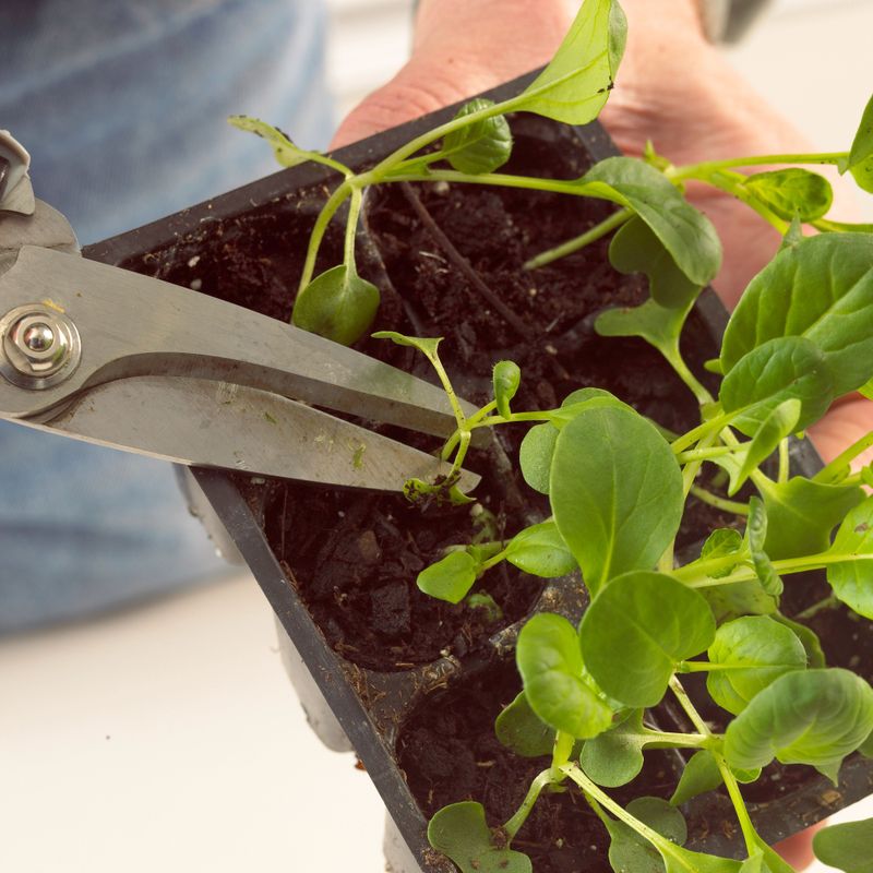 Forgetting to Thin Seedlings