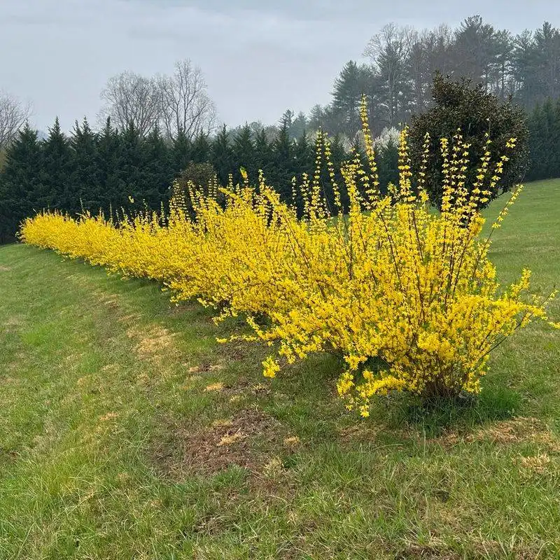 Forsythia