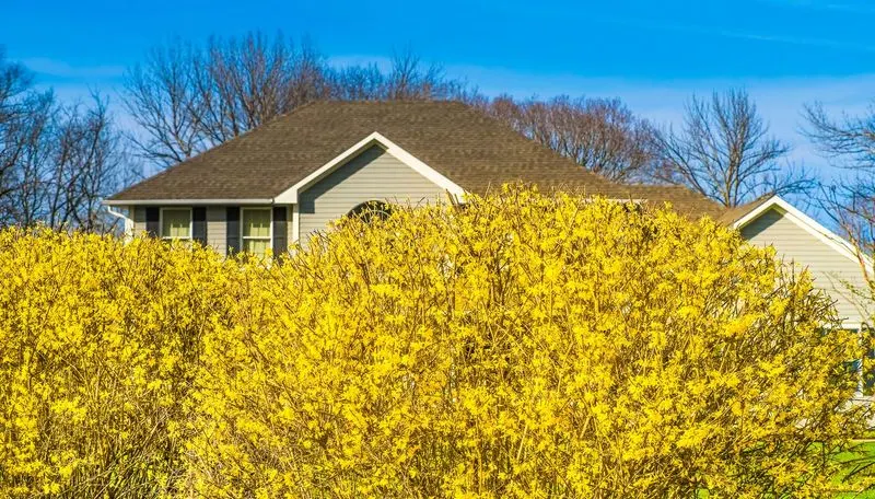 Forsythia Sound Barrier