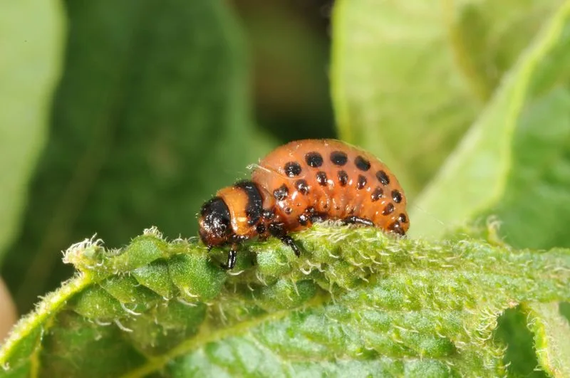 Fostering Insect Populations