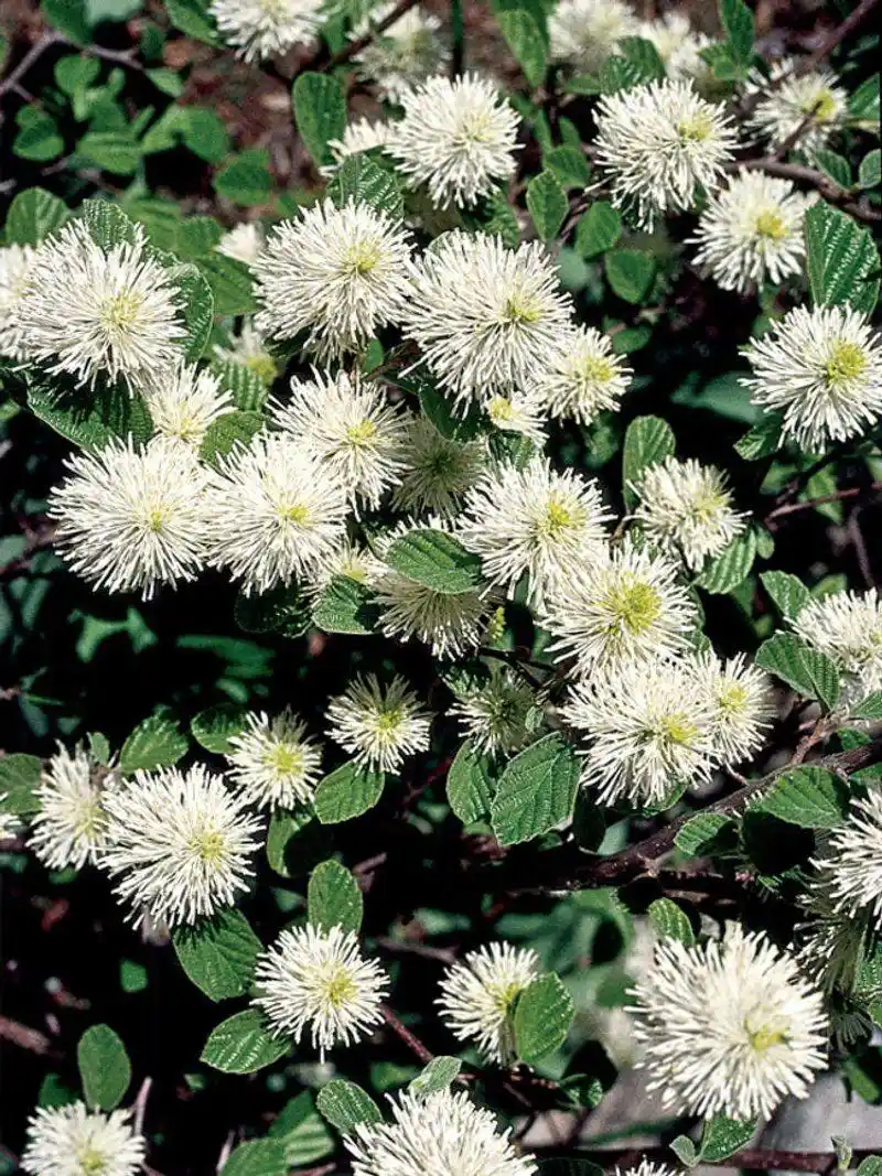 Fothergilla