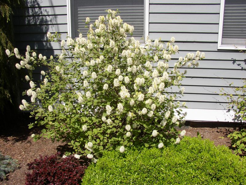 Fothergilla