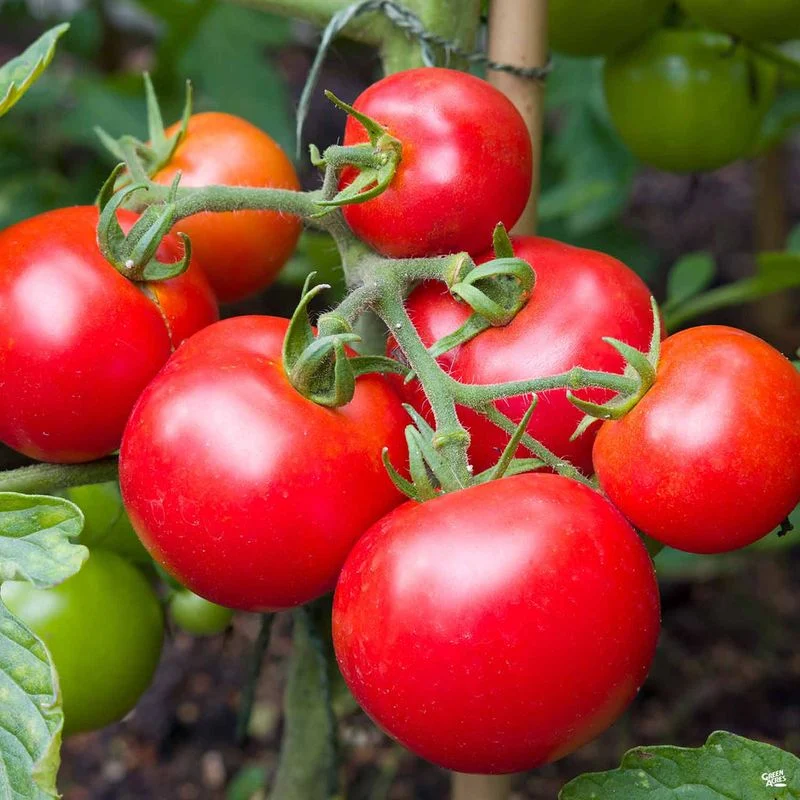 Fourth of July Tomatoes