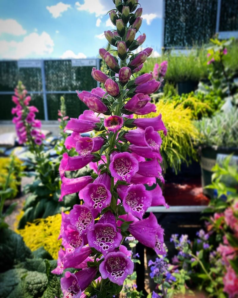 Foxglove