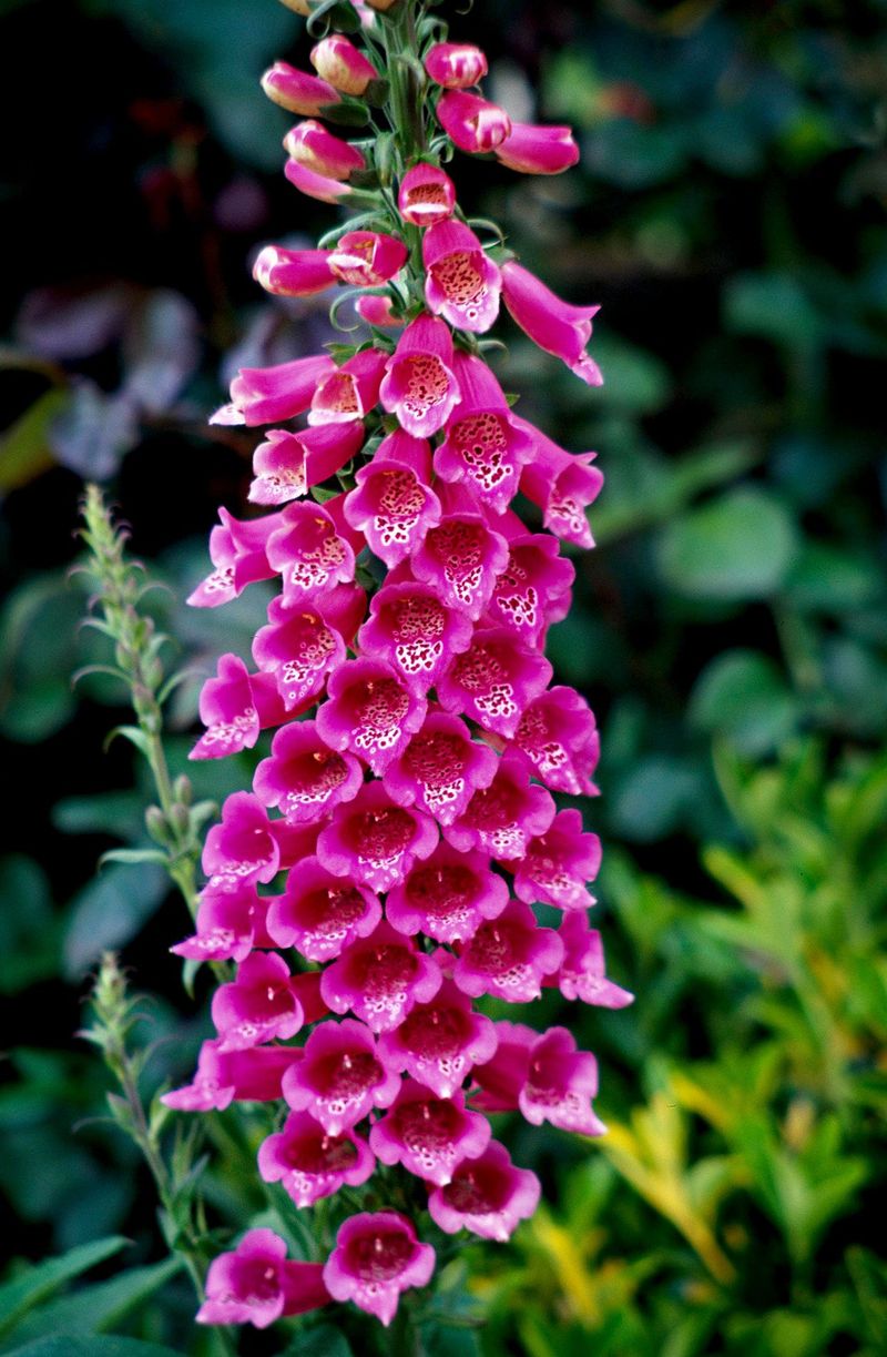 Foxglove